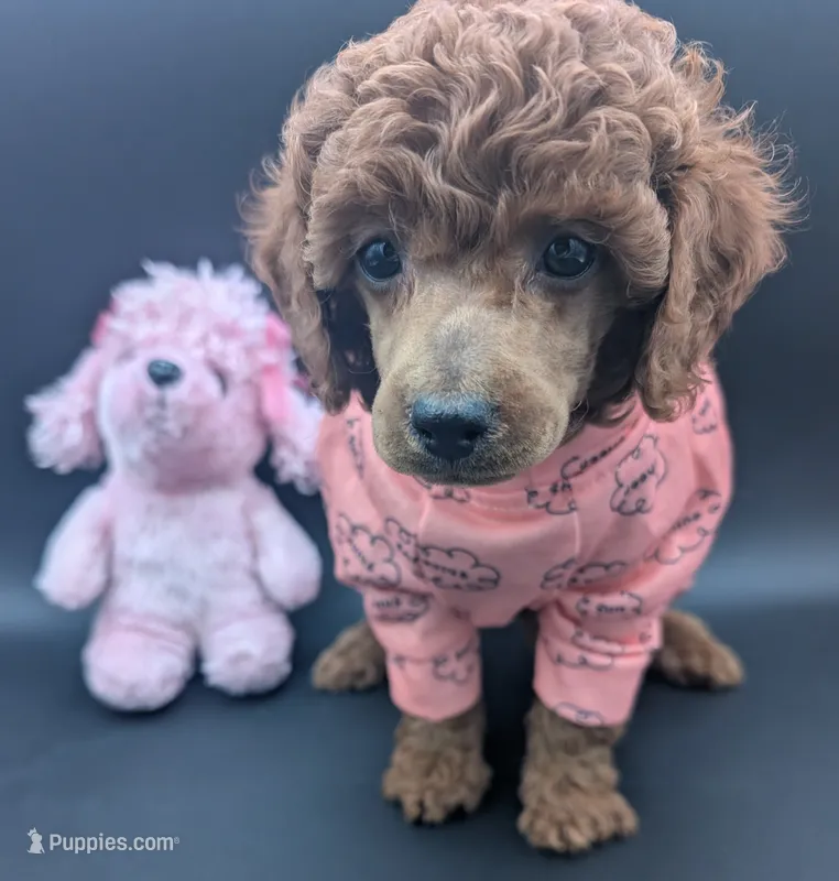 Bo Peep 🩷 – Poodle - Miniature  puppy for sale in Meta, MO