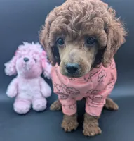 Bo Peep 🩷, a female Poodle - Miniature  for sale in Meta, MO – 1 of 10