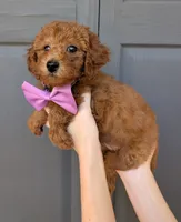 Grape 🍇, a female Poodle - Toy  for sale in Meta, MO – 4 of 10