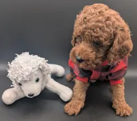 Woody 🤎, a male Poodle - Miniature  for sale in Meta, MO – 4 of 10