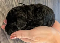 Rafiki 🖤, a male Poodle - Miniature  for sale in Meta, MO – 6 of 10