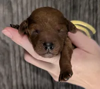 Jessie 💛, a female Poodle - Miniature  for sale in Meta, MO – 3 of 10