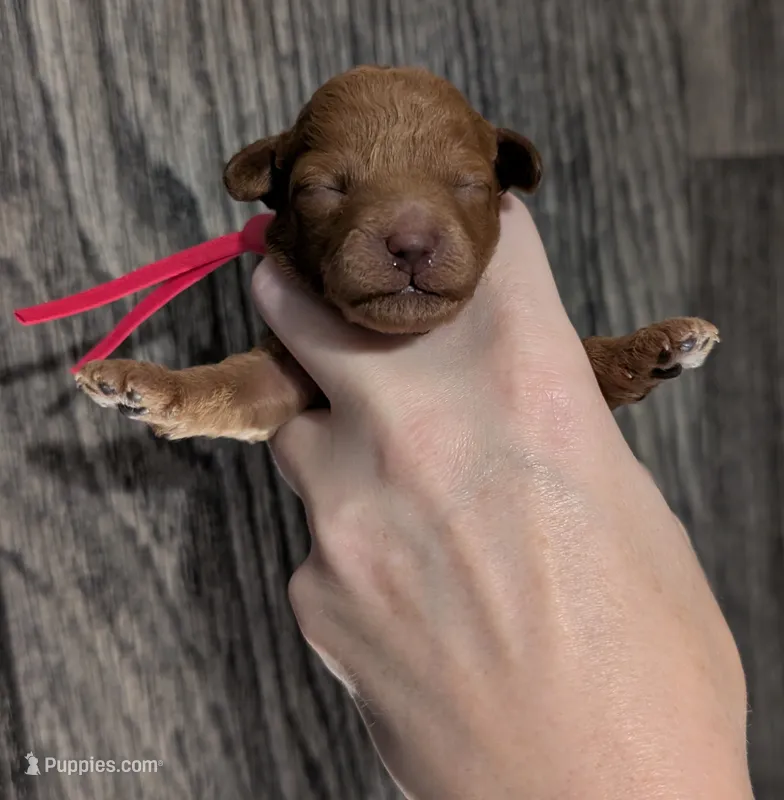 Raspberry 🩷 – Poodle - Toy  puppy for sale in Meta, MO