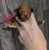 Raspberry 🩷, a female Poodle - Toy  for sale in Meta, MO – 1 of 10