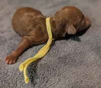 Banana 🍌, a male Poodle - Toy  for sale in Meta, MO – 10 of 10