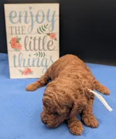 Buzz 🤍, a male Poodle - Miniature  for sale in Meta, MO – 7 of 10