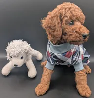 Buzz 🤍, a male Poodle - Miniature  for sale in Meta, MO – 4 of 10