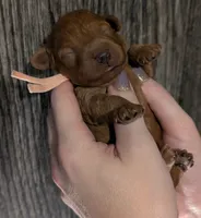 Pixie 🩷, a female Poodle - Miniature  for sale in Meta, MO – 8 of 10