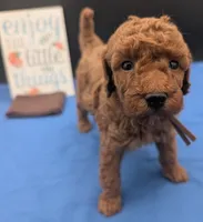 All Spice 🤎, a male Poodle - Toy  for sale in Meta, MO – 7 of 10