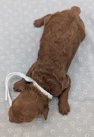 Cal 🤍, a male Poodle - Miniature  for sale in Meta, MO – 8 of 10