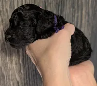 Sarabi 💜, a female Poodle - Miniature  for sale in Meta, MO – 3 of 10