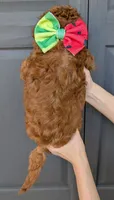 Watermelon 🍉, a female Poodle - Toy  for sale in Meta, MO – 2 of 10