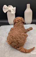 Cal 🤍, a male Poodle - Miniature  for sale in Meta, MO – 10 of 10