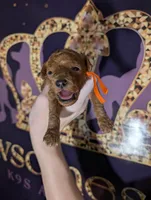 Pumpkin 🧡, a female Poodle - Toy  for sale in Meta, MO – 10 of 10