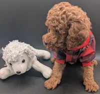 Woody 🤎, a male Poodle - Miniature  for sale in Meta, MO – 6 of 10