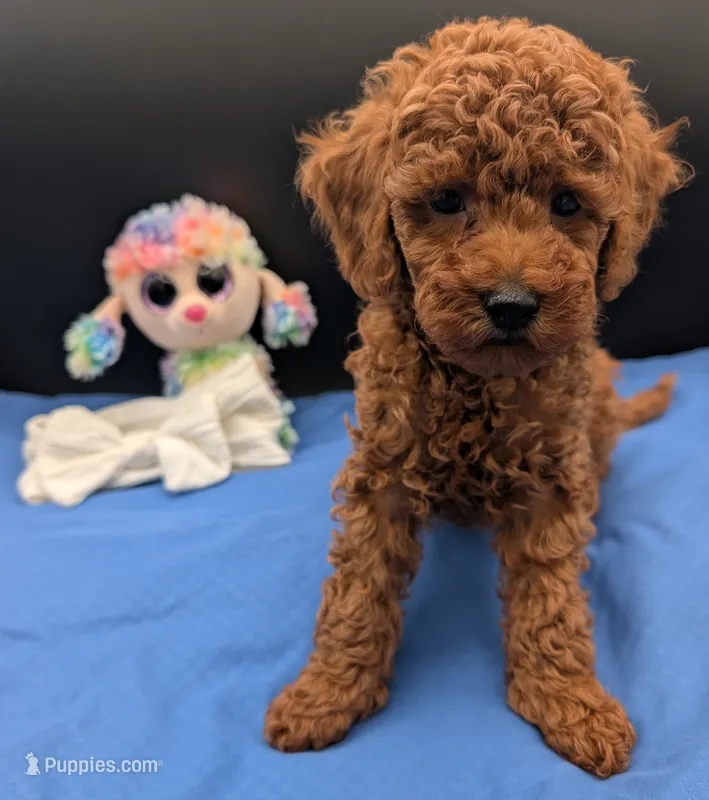 Cal 🤍 – Poodle - Miniature  puppy for sale in Meta, MO