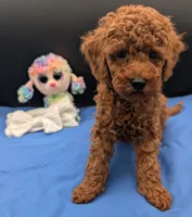Cal 🤍, a male Poodle - Miniature  for sale in Meta, MO – 1 of 10