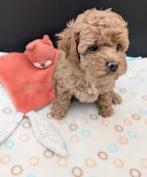 Betty 🩵, a female Poodle - Toy  for sale in Meta, MO – 7 of 10