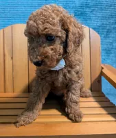 Buzz 🤍, a male Poodle - Miniature  for sale in Meta, MO – 2 of 10
