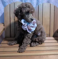 Bo Peep 🩷, a female Poodle - Miniature  for sale in Meta, MO – 5 of 10
