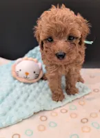 Green 🍏, a male Poodle - Toy  for sale in Meta, MO – 7 of 10