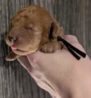Pompadour 🖤, a male Poodle - Miniature  for sale in Meta, MO – 4 of 10