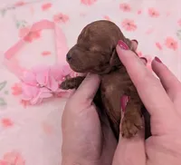 Sophia 🩷, a female Poodle - Miniature  for sale in Meta, MO – 2 of 10