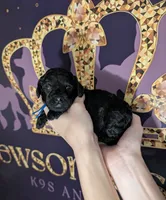Mufasa 💙, a male Poodle - Miniature  for sale in Meta, MO – 2 of 10