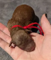 Cinnamon 💜, a female Poodle - Toy  for sale in Meta, MO – 2 of 10