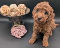 Bo Peep 🩷, a female Poodle - Miniature  for sale in Meta, MO – 6 of 10