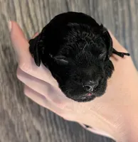 Rafiki 🖤, a male Poodle - Miniature  for sale in Meta, MO – 2 of 10