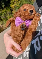 Grape 🍇, a female Poodle - Toy  for sale in Meta, MO – 1 of 10