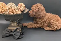 Woody 🤎, a male Poodle - Miniature  for sale in Meta, MO – 8 of 10