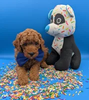 Jeff 🩵, a male Poodle - Miniature  for sale in Meta, MO – Photo 4 of 10