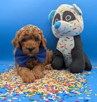 Jeff 🩵, a male Poodle - Miniature  for sale in Meta, MO – Photo 3 of 10