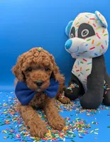 Jeff 🩵, a male Poodle - Miniature  for sale in Meta, MO – Photo 6 of 10