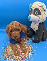 Jeff 🩵, a male Poodle - Miniature  for sale in Meta, MO – Photo 2 of 10