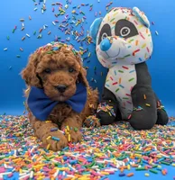 Jeff 🩵, a male Poodle - Miniature  for sale in Meta, MO – Photo 8 of 10