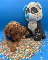 Jeff 🩵, a male Poodle - Miniature  for sale in Meta, MO – Photo 9 of 10