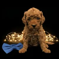Jeff 🩵, a male Poodle - Miniature  for sale in Meta, MO – Photo 10 of 10