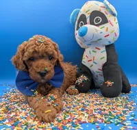 Jeff 🩵, a male Poodle - Miniature  for sale in Meta, MO – Photo 1 of 10