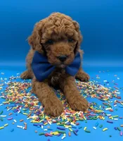 Jeff 🩵, a male Poodle - Miniature  for sale in Meta, MO – Photo 5 of 10