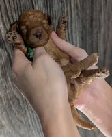 Pebbles 💚, a female Poodle - Toy  for sale in Meta, MO – 5 of 10
