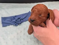 Caleb 🩵, a male Poodle - Miniature  for sale in Meta, MO – 9 of 10