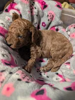 Jessie 💛, a female Poodle - Miniature  for sale in Meta, MO – 5 of 10