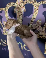 All Spice 🤎, a male Poodle - Toy  for sale in Meta, MO – 3 of 10