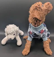 Buzz 🤍, a male Poodle - Miniature  for sale in Meta, MO – 10 of 10
