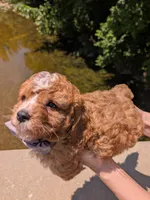 Nathan 🩶, a male Cavapoo for sale in Meta, MO – 8 of 10