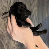 Rafiki 🖤, a male Poodle - Miniature  for sale in Meta, MO – 7 of 10
