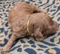 Charlie Brown 💛, a male Poodle - Toy  for sale in Meta, MO – 8 of 10